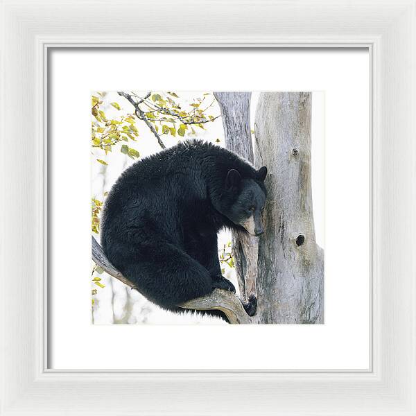 Black Bear In Tree - Framed Print