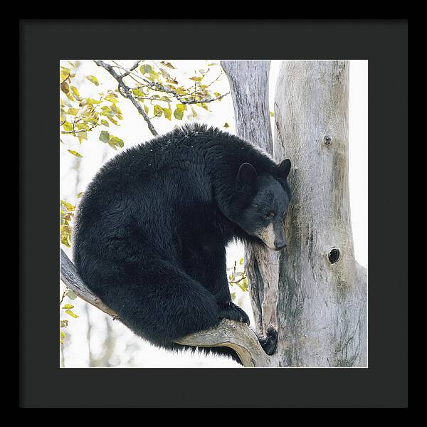 Black Bear In Tree - Framed Print