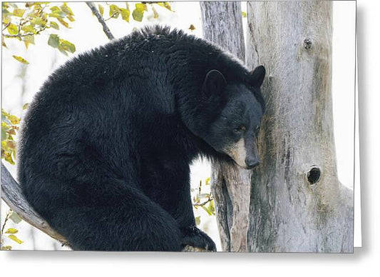 Black Bear In Tree - Greeting Card