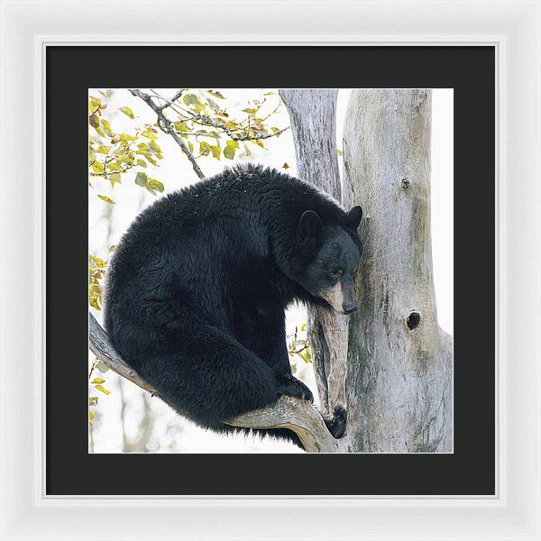 Black Bear In Tree - Framed Print