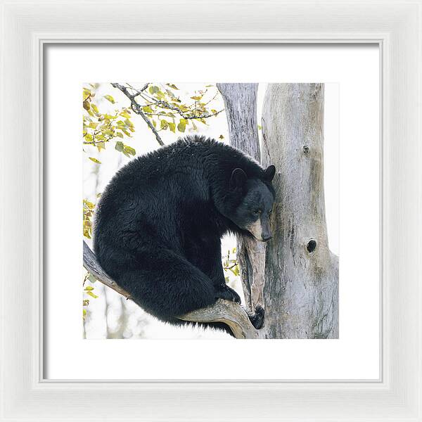 Black Bear In Tree - Framed Print