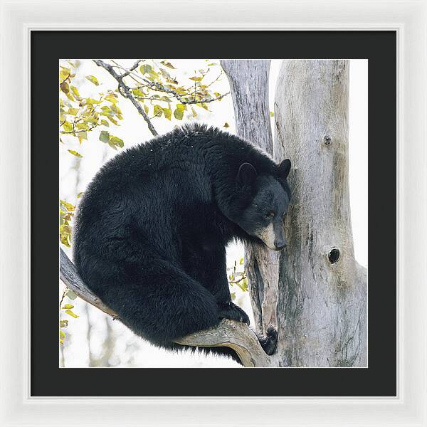 Black Bear In Tree - Framed Print