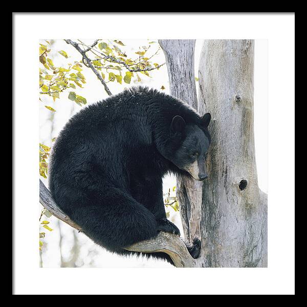 Black Bear In Tree - Framed Print