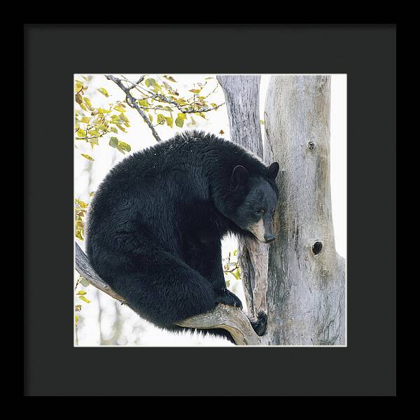 Black Bear In Tree - Framed Print