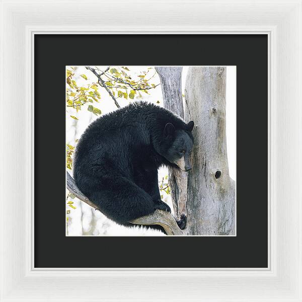 Black Bear In Tree - Framed Print