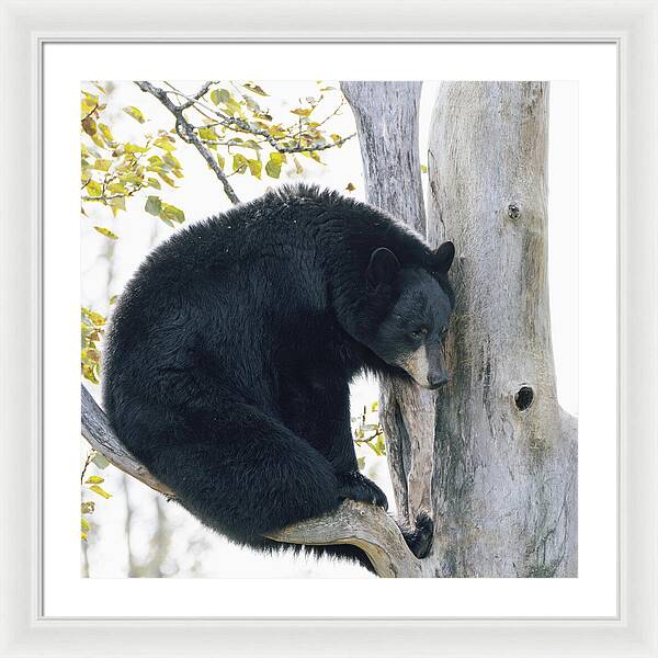 Black Bear In Tree - Framed Print