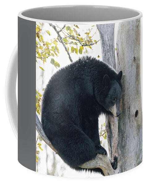 Black Bear In Tree - Mug