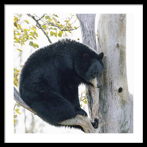 Black Bear In Tree - Framed Print