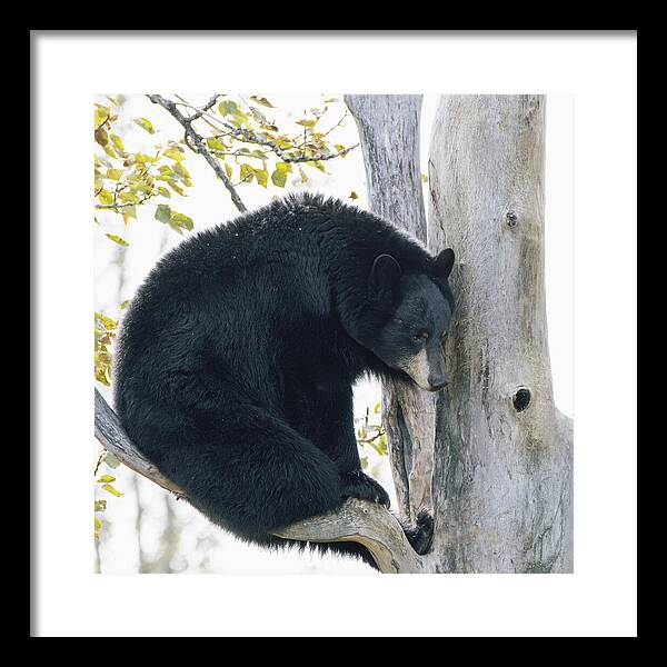 Black Bear In Tree - Framed Print