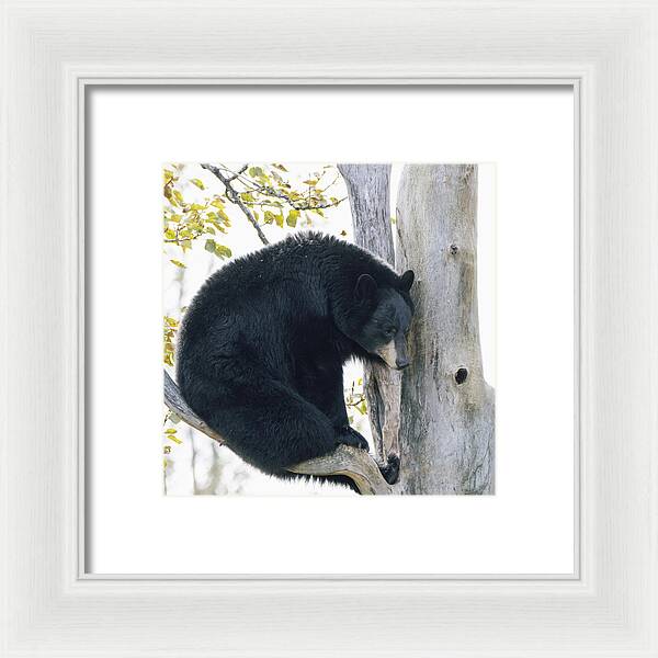 Black Bear In Tree - Framed Print