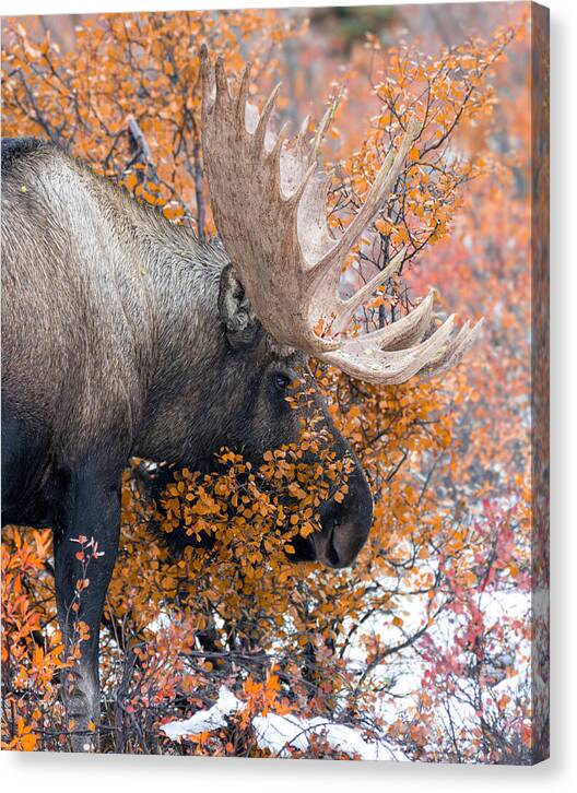 Bull Moose Wrapped In Fall Leaves - Canvas Print