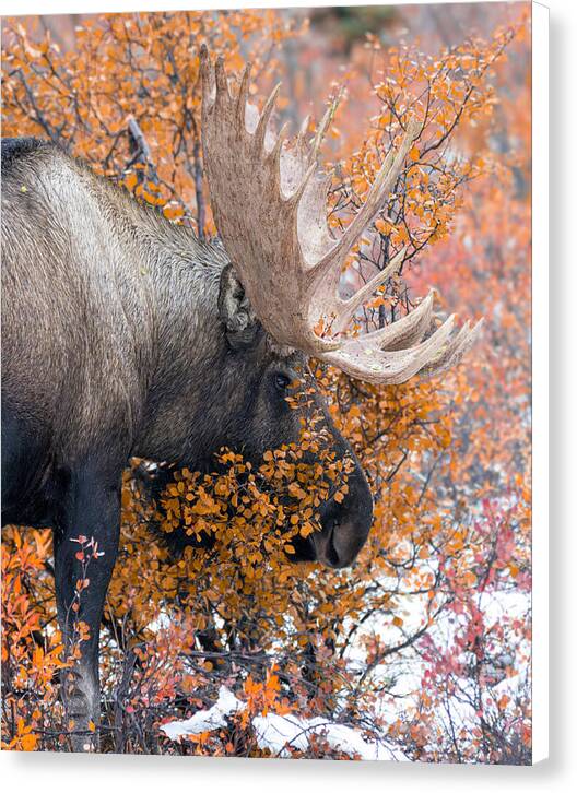 Bull Moose Wrapped In Fall Leaves - Canvas Print