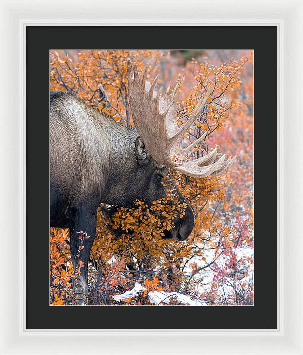 Bull Moose Wrapped In Fall Leaves - Framed Print