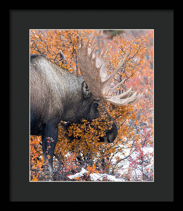 Bull Moose Wrapped In Fall Leaves - Framed Print