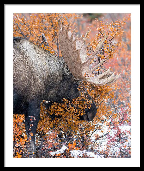 Bull Moose Wrapped In Fall Leaves - Framed Print