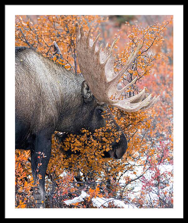 Bull Moose Wrapped In Fall Leaves - Framed Print