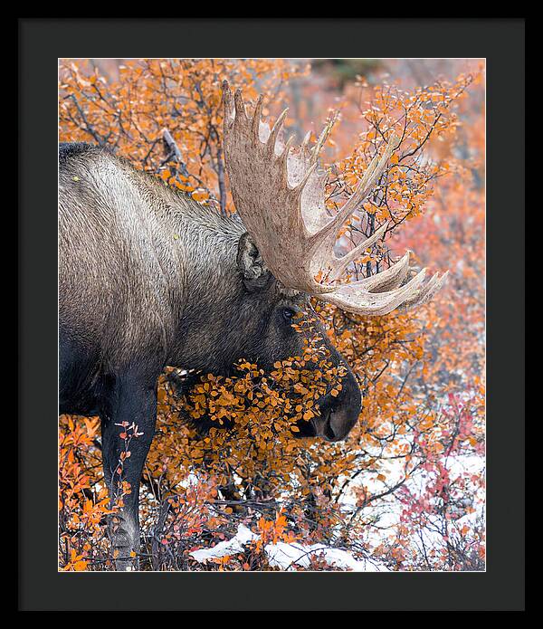 Bull Moose Wrapped In Fall Leaves - Framed Print