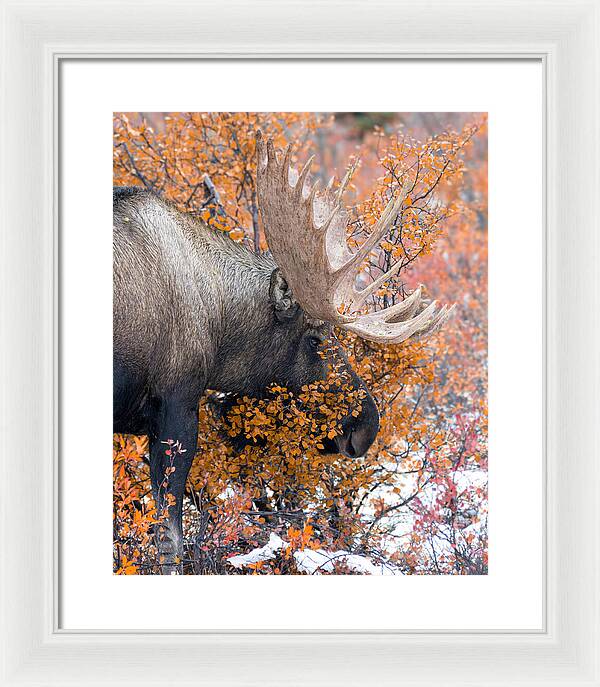 Bull Moose Wrapped In Fall Leaves - Framed Print