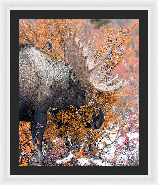 Bull Moose Wrapped In Fall Leaves - Framed Print