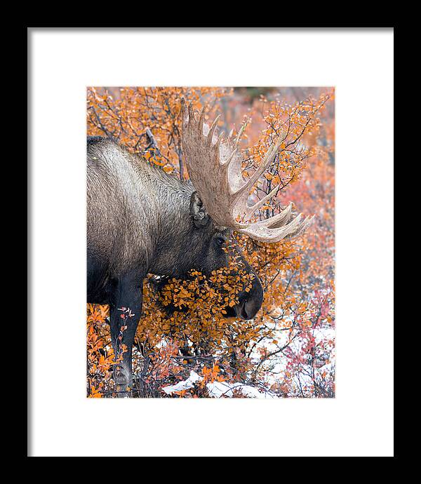 Bull Moose Wrapped In Fall Leaves - Framed Print