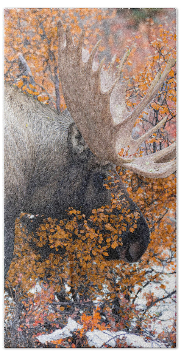 Bull Moose Wrapped In Fall Leaves - Bath Towel