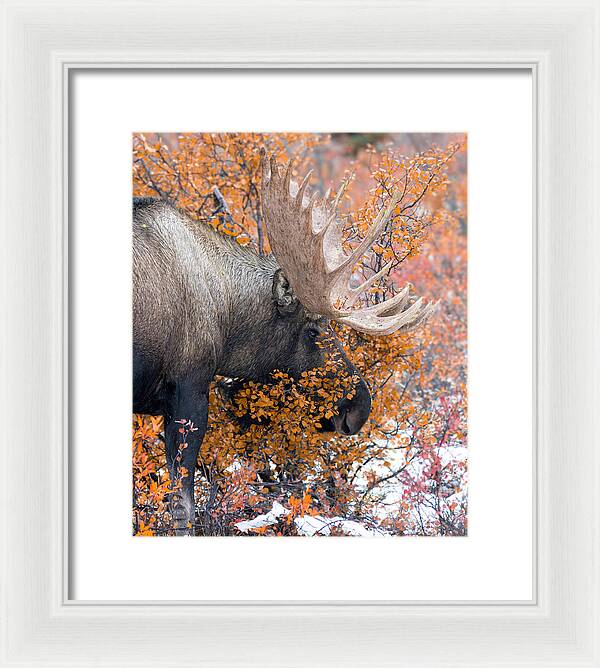 Bull Moose Wrapped In Fall Leaves - Framed Print