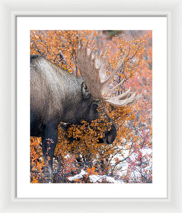 Bull Moose Wrapped In Fall Leaves - Framed Print