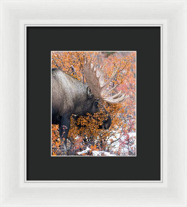 Bull Moose Wrapped In Fall Leaves - Framed Print