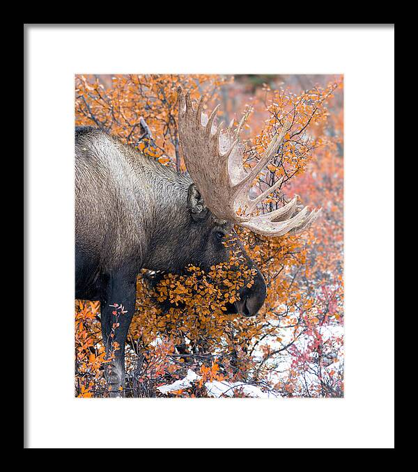 Bull Moose Wrapped In Fall Leaves - Framed Print