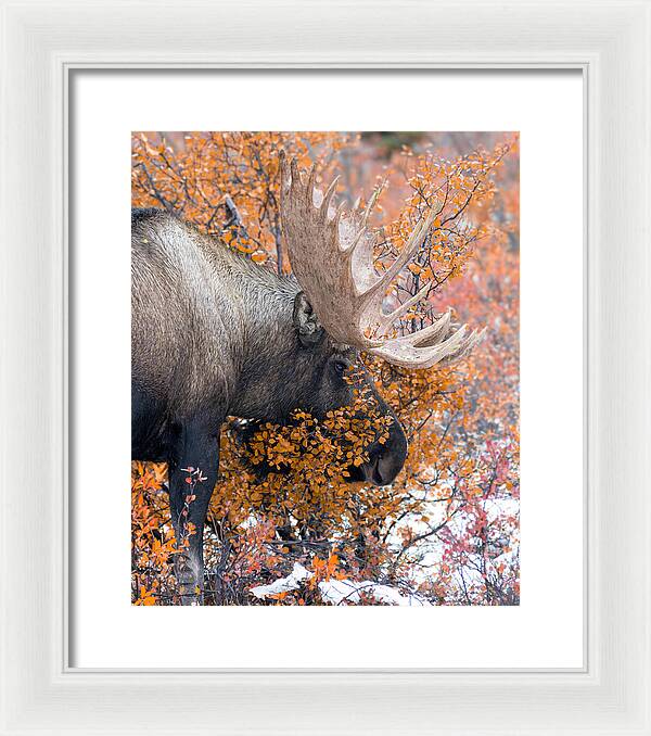 Bull Moose Wrapped In Fall Leaves - Framed Print