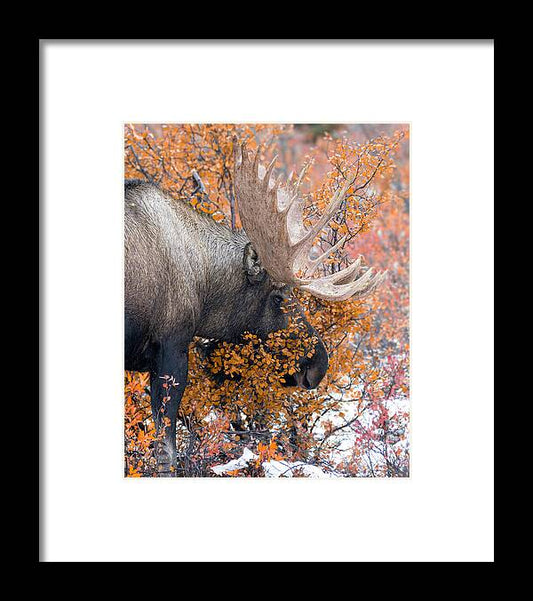 Bull Moose Wrapped In Fall Leaves - Framed Print