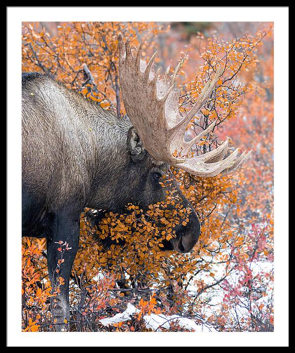 Bull Moose Wrapped In Fall Leaves - Framed Print