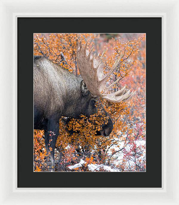 Bull Moose Wrapped In Fall Leaves - Framed Print