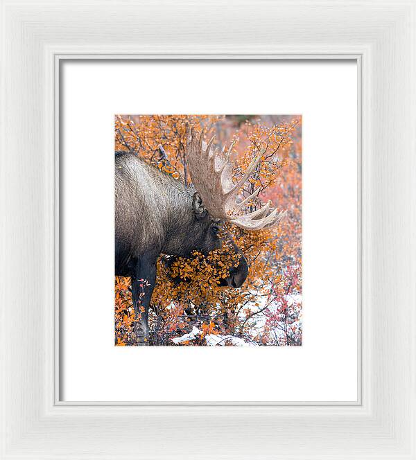 Bull Moose Wrapped In Fall Leaves - Framed Print