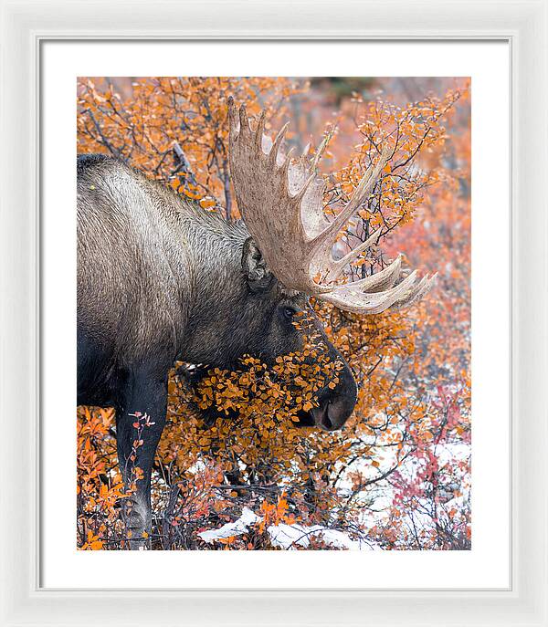 Bull Moose Wrapped In Fall Leaves - Framed Print