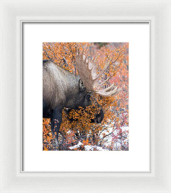 Bull Moose Wrapped In Fall Leaves - Framed Print