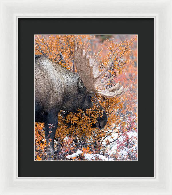 Bull Moose Wrapped In Fall Leaves - Framed Print