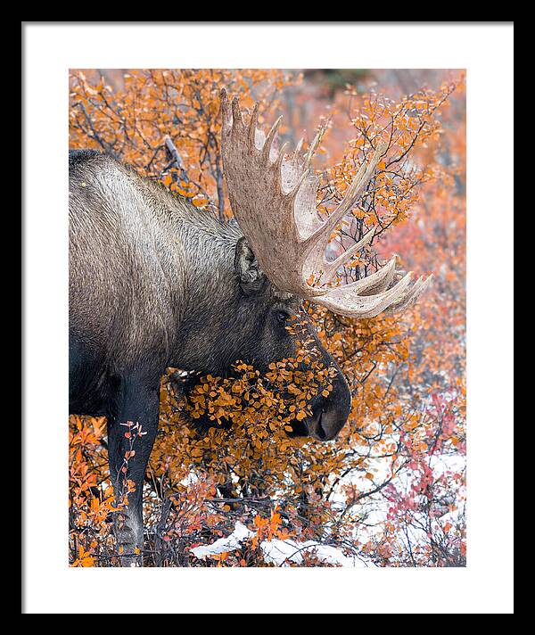 Bull Moose Wrapped In Fall Leaves - Framed Print