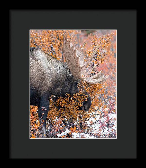 Bull Moose Wrapped In Fall Leaves - Framed Print