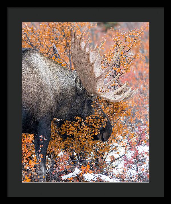 Bull Moose Wrapped In Fall Leaves - Framed Print