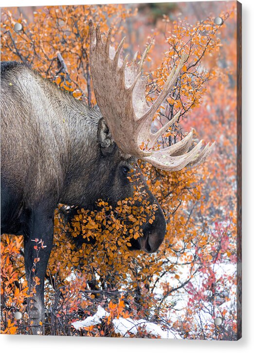 Bull Moose Wrapped In Fall Leaves - Acrylic Print