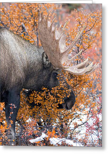 Bull Moose Wrapped In Fall Leaves - Greeting Card