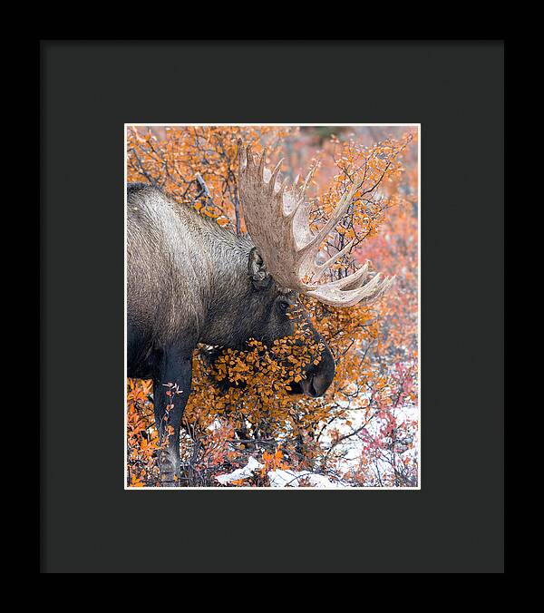 Bull Moose Wrapped In Fall Leaves - Framed Print