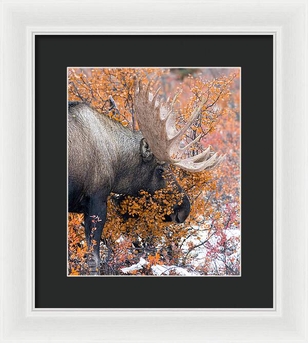 Bull Moose Wrapped In Fall Leaves - Framed Print