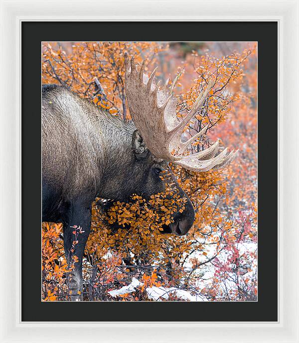 Bull Moose Wrapped In Fall Leaves - Framed Print