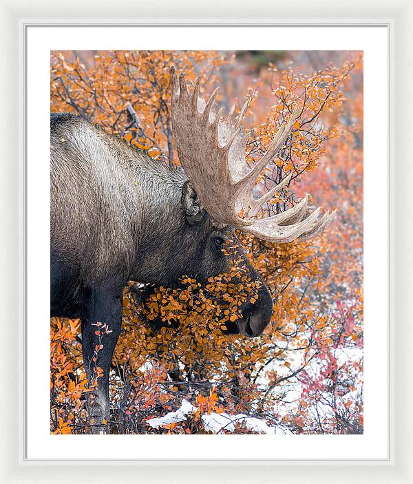 Bull Moose Wrapped In Fall Leaves - Framed Print