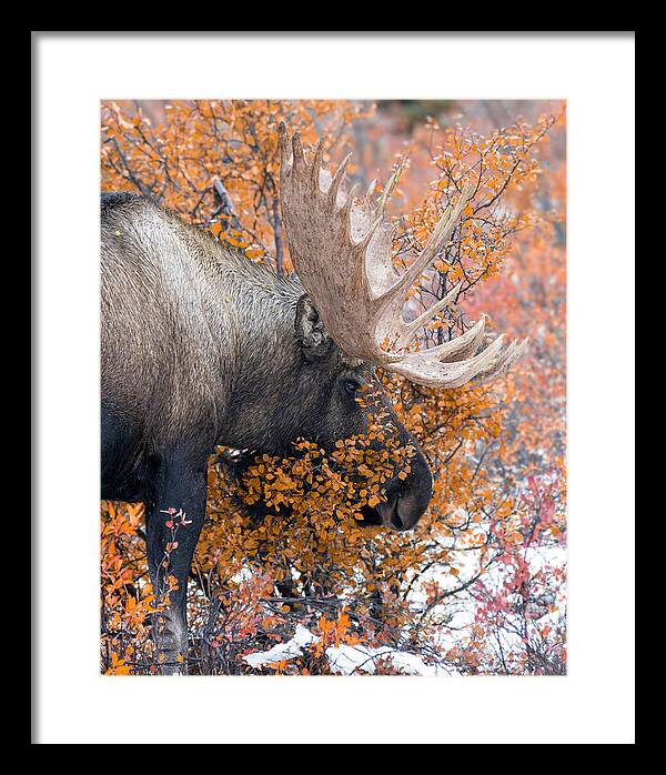 Bull Moose Wrapped In Fall Leaves - Framed Print