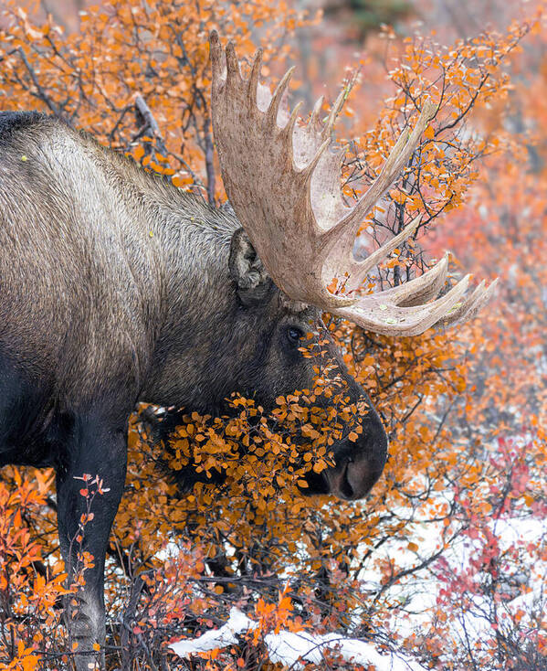 Bull Moose Wrapped In Fall Leaves - Art Print