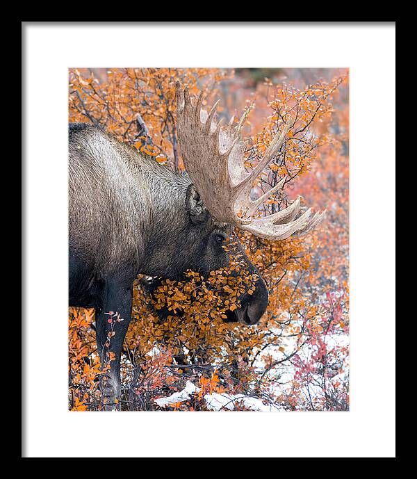 Bull Moose Wrapped In Fall Leaves - Framed Print