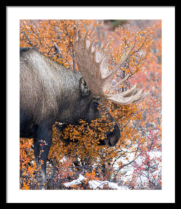 Bull Moose Wrapped In Fall Leaves - Framed Print